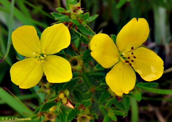 {Rhexia lutea}